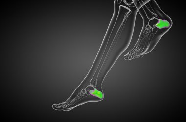 3D render Medikal illüstrasyon calcaneus kemik