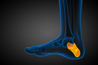 3D render Medikal illüstrasyon calcaneus kemik