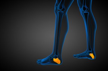 3D render Medikal illüstrasyon calcaneus kemik