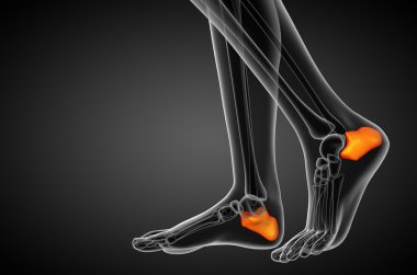 3D render Medikal illüstrasyon calcaneus kemik