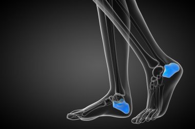 3D render Medikal illüstrasyon calcaneus kemik
