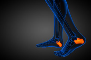 3D render Medikal illüstrasyon calcaneus kemik