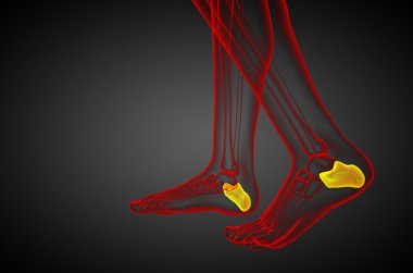 3D render Medikal illüstrasyon calcaneus kemik