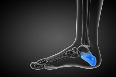 3D render Medikal illüstrasyon calcaneus kemik