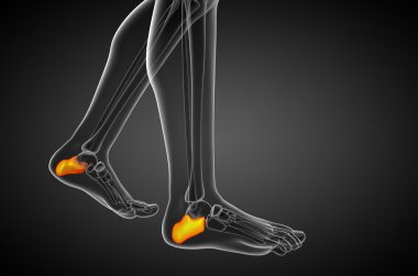 3D render Medikal illüstrasyon calcaneus kemik