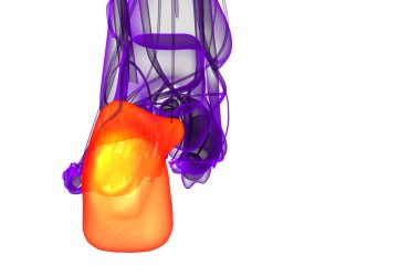 3D render Medikal illüstrasyon calcaneus kemik