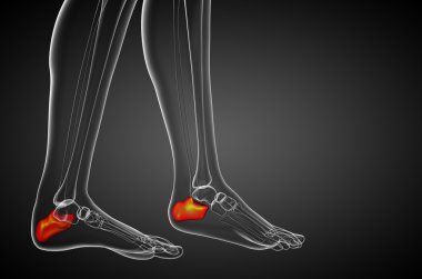 3D render Medikal illüstrasyon calcaneus kemik