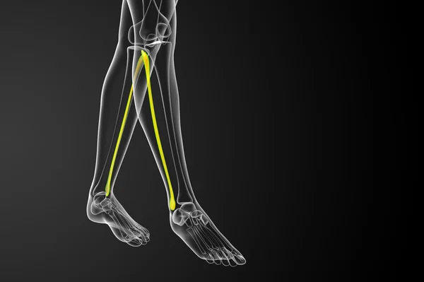 3d rendered illustration of the fibula bone — Stock Photo, Image