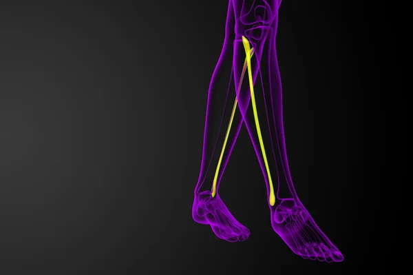 3d rendered illustration of the fibula bone — Stock Photo, Image
