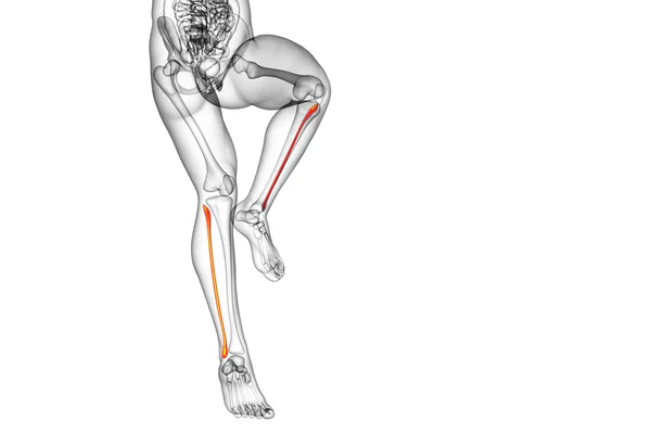3D tavené ilustrace kosti lýtkové — Stock fotografie
