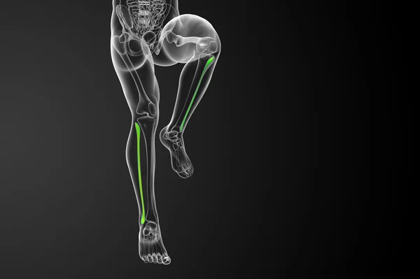 3D wytopione ilustracja kości strzałkowej — Zdjęcie stockowe