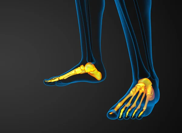 발 뼈의 3 차원 렌더링 된 그림 — 스톡 사진