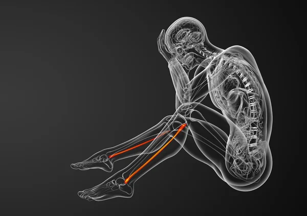 3d rendered illustration of the fibula bone — Stock Photo, Image