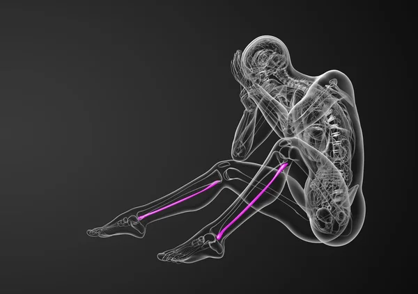 腓骨骨三维渲染的图 — 图库照片