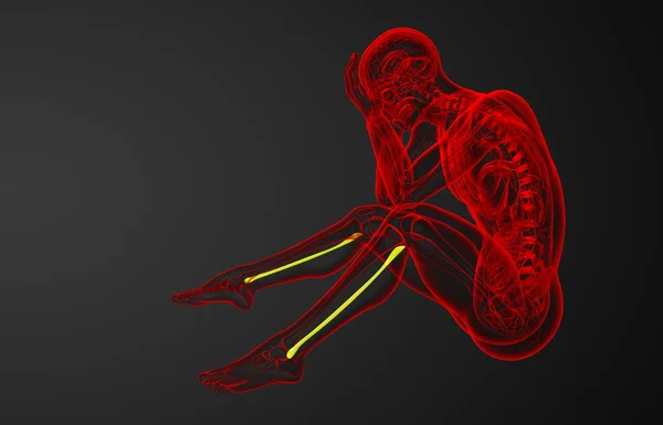 3D utsmält illustration av fibula ben — Stockfoto