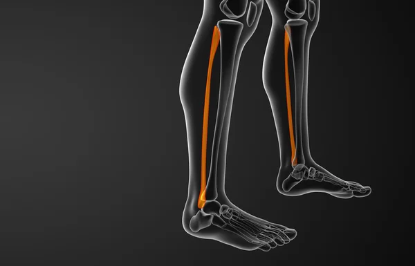 3D utsmält illustration av fibula ben — Stockfoto