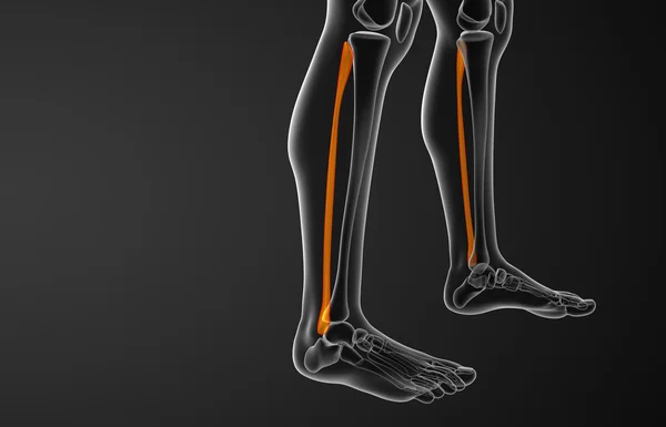 3d rendered illustration of the fibula bone — Stock Photo, Image