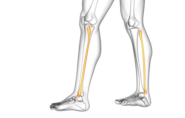 腓骨の骨の 3 d レンダリングされたイラストレーション — ストック写真