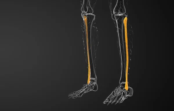 Трехмерная иллюстрация малоберцовой кости — стоковое фото