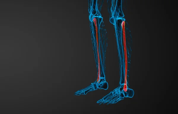 비 골 뼈의 3 차원 렌더링 된 그림 — 스톡 사진