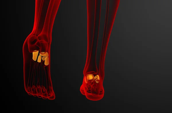 足部の骨の 3 d レンダリングの医療イラスト — ストック写真
