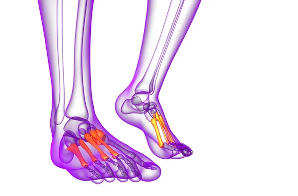3D render medische illustratie van het midfoot bot — Stockfoto