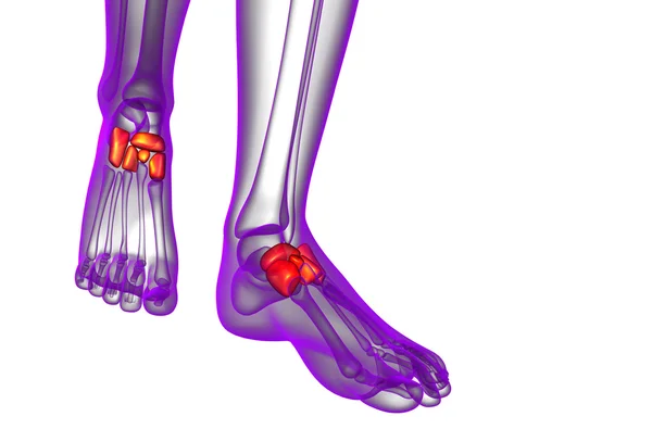 3d візуалізація медичної ілюстрації кістки середньої ноги — стокове фото