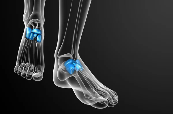 3D render medische illustratie van het midfoot bot — Stockfoto