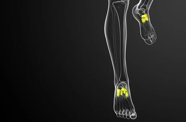 足部の骨の 3 d レンダリングの医療イラスト — ストック写真