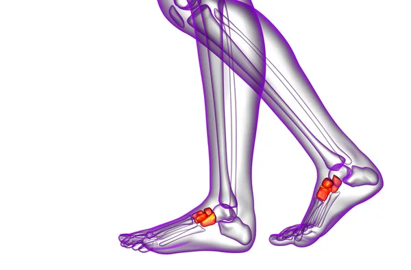 3d 렌더링 의료 일러스트 레이 션의 midfoot 뼈 — 스톡 사진