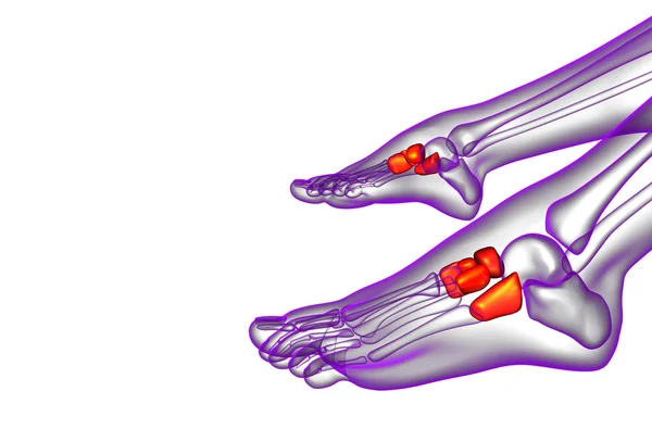 3d rendere illustrazione medica dell'osso del mesopiede — Foto Stock