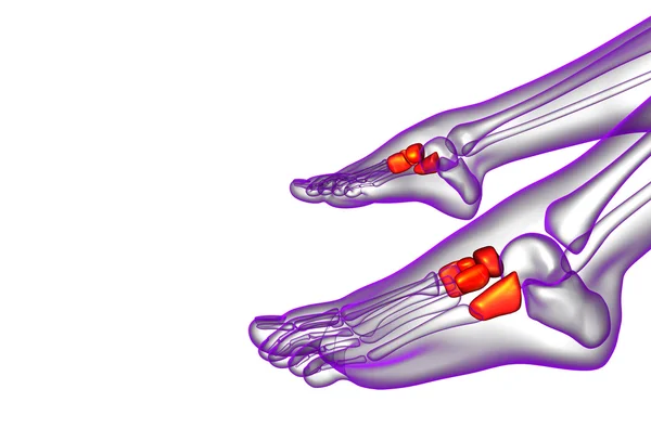 3D vykreslení lékařské ilustrace midfoot kosti — Stock fotografie