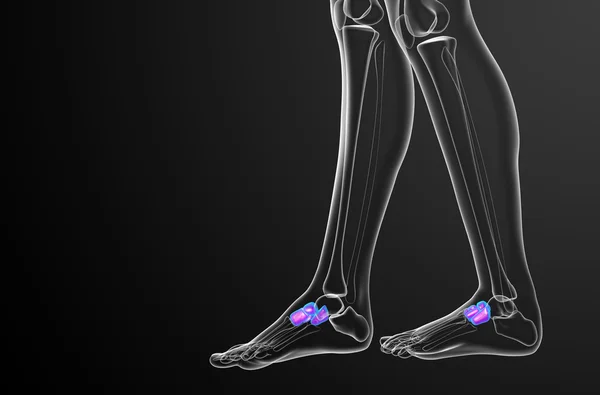 3D render orvosi illusztráció, a a midfoot csont — Stock Fotó