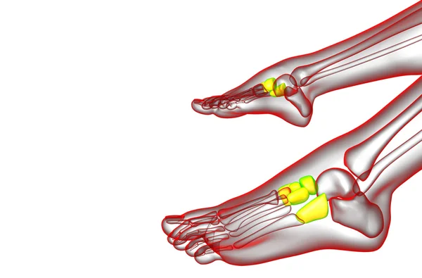 3D render Medikal illüstrasyon midfoot kemik — Stok fotoğraf