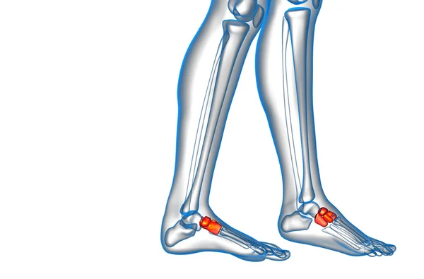 3d 렌더링 의료 일러스트 레이 션의 midfoot 뼈 — 스톡 사진