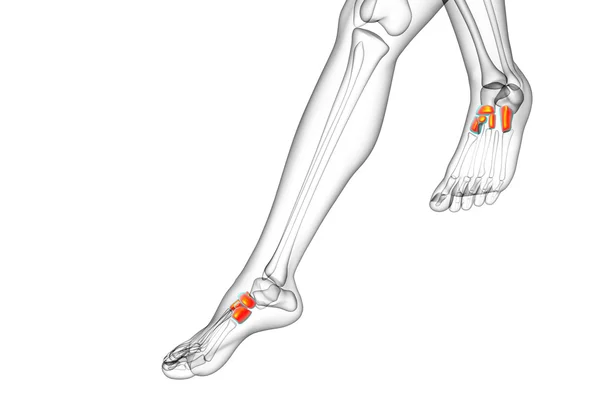 Illustration médicale du médio-pied en 3D — Photo