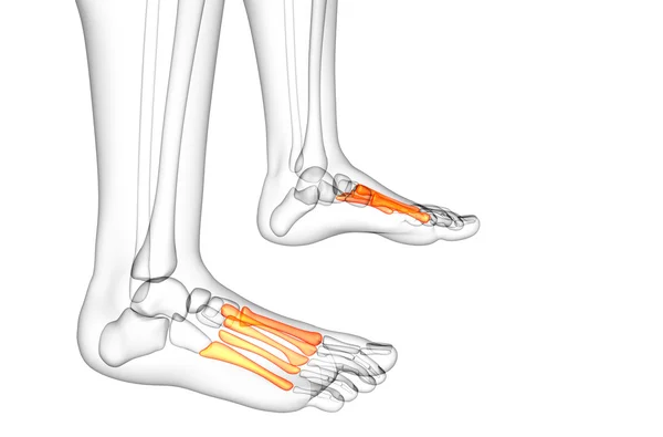 3D καθιστούν ιατρική απεικόνιση του midfoot οστού — Φωτογραφία Αρχείου