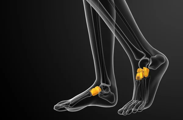 Illustration médicale du médio-pied en 3D — Photo