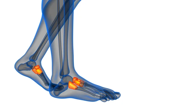 3d renderizar la ilustración médica del hueso del pie medio —  Fotos de Stock