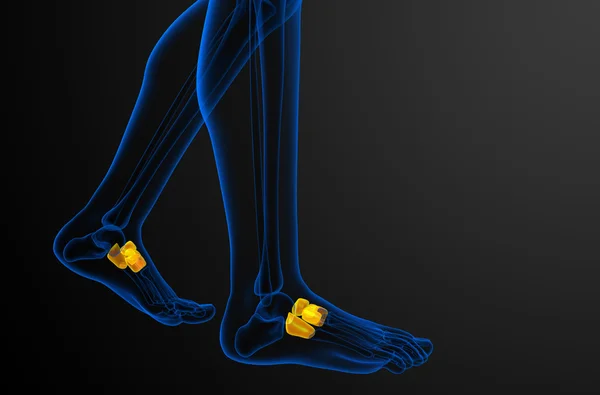 3D göra medicinsk illustration av midfoot ben — Stockfoto