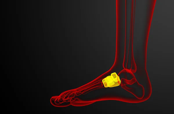 3d 渲染医学插图的足弓骨 — 图库照片
