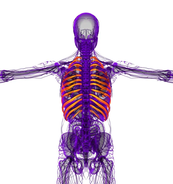 흉 곽의 3d 렌더링 의료 일러스트 — 스톡 사진