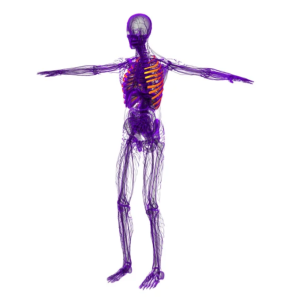 3D-Darstellung medizinischer Darstellung des Brustkorbs — Stockfoto
