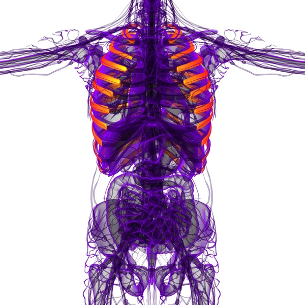 3d render medical illustration of the ribcage — Stock Photo, Image