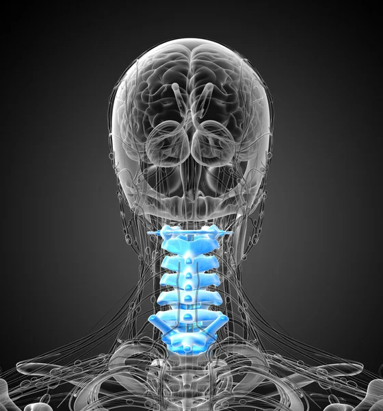 3D καθιστούν ιατρική απεικόνιση της αυχενικής μοίρας — Φωτογραφία Αρχείου