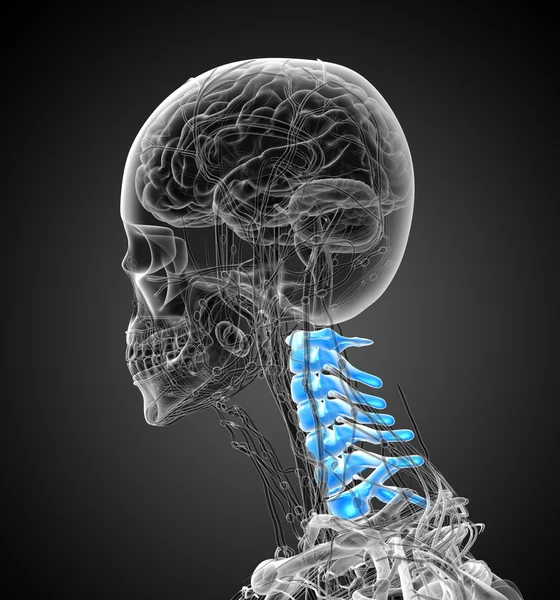 3d візуалізація медичної ілюстрації шийного відділу хребта — стокове фото