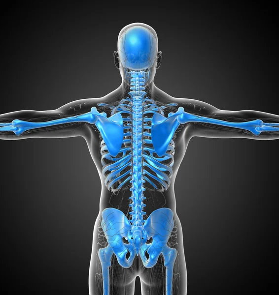 3D vykreslení lékařské ilustrace lidská kostra — Stock fotografie