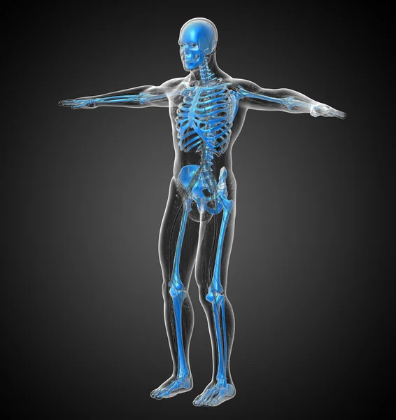 3d hacer ilustración médica del esqueleto humano — Foto de Stock