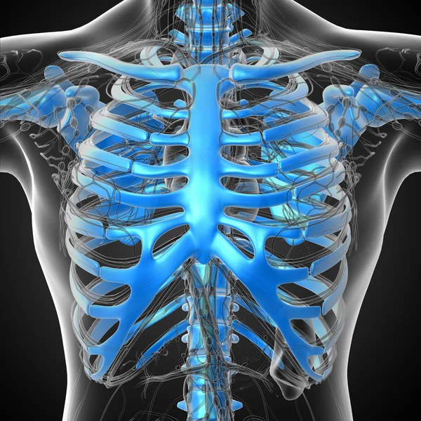 3D render Medikal illüstrasyon insan iskeleti — Stok fotoğraf