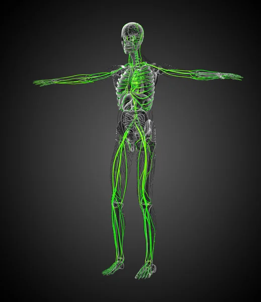 3D-Darstellung medizinischer Darstellung des Gefäßsystems — Stockfoto